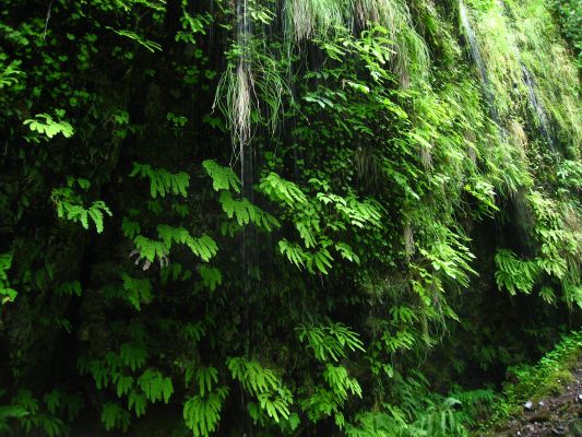 Wahkeena Falls Hike